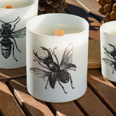 Vila Hermanos Insect Lucanus Cervus Jar Candle Wood Wick